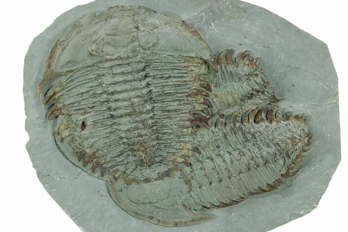 Two Large Longianda Trilobite Fossils - Issafen, Morocco #381635